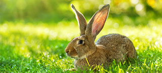 luchtreinigers voor kleine huisdieren zoals konijnen en cavias